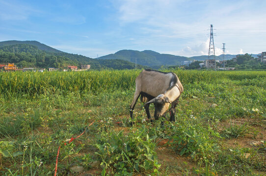 田野上的山羊