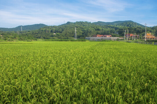 绿野稻谷