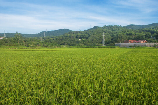 稻田绿野