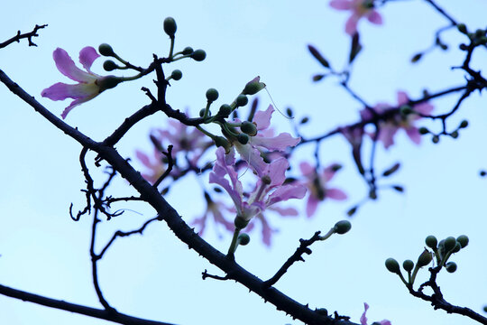 异木棉花枝