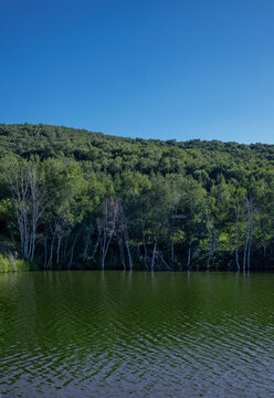 蓝天下湖边的树