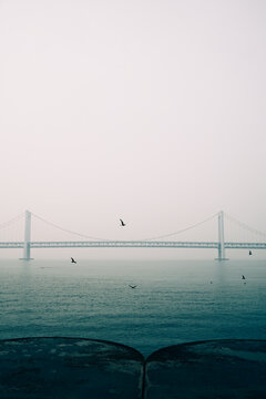 海鸥和大桥