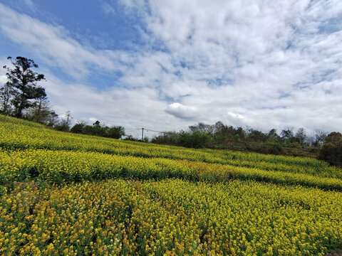 油菜花和天空