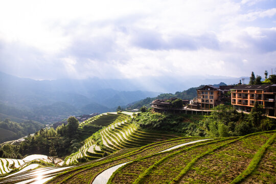 高山稻田