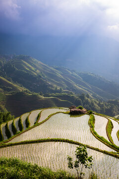 高山稻田