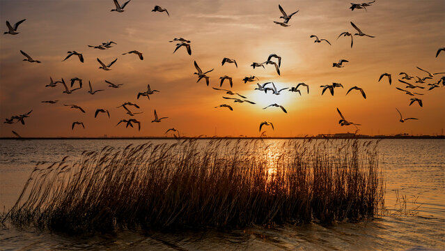 海鸥伴夕阳