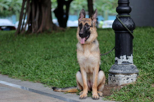 最帅气的宠物犬