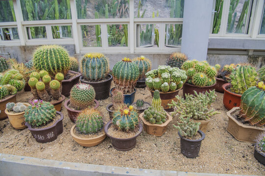 植物展览馆里几盆盆栽仙人球