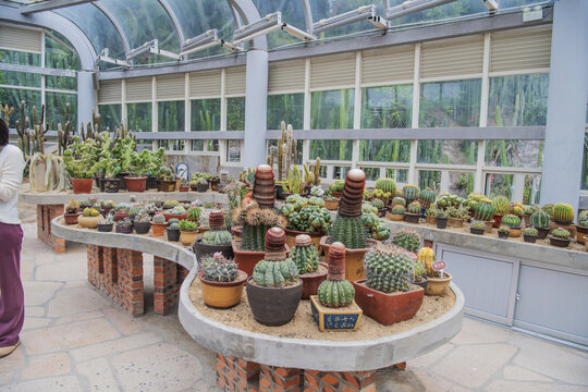 植物展览馆内各种盆栽仙人球