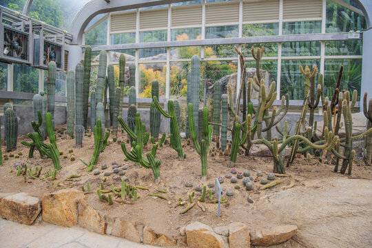 植物展览馆的沙土地上仙人掌