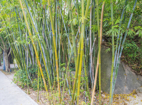 厦门园林植物园路边的竹子