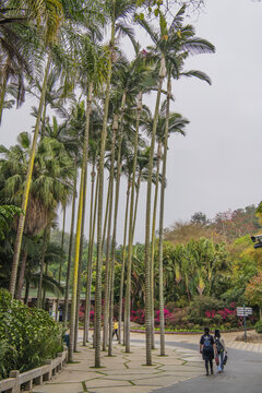 厦门植物园路边大王椰子树