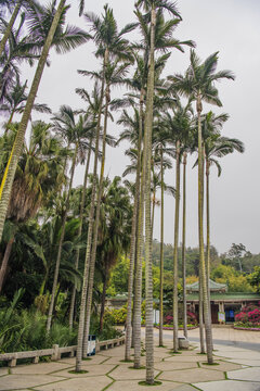 厦门植物园大王椰子树与建筑