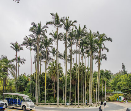 厦门植物园大王椰子树与树林