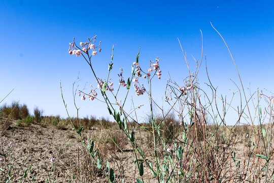 罗布麻野花