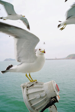 海鸥