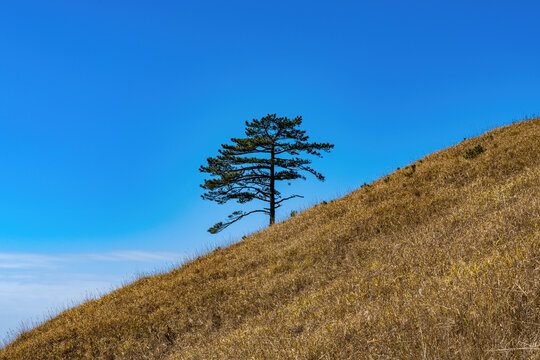 独树