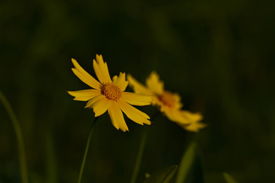 小雏菊