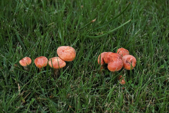 绿地里的橘色蘑菇群
