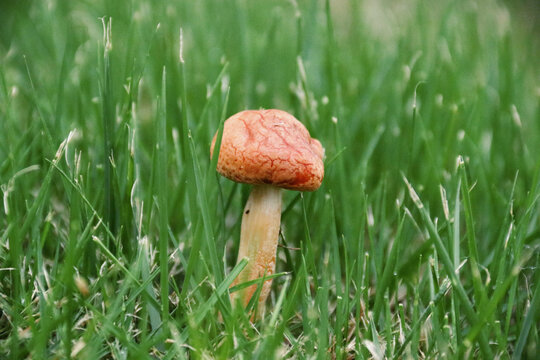 绿草坪里的橘色蘑菇