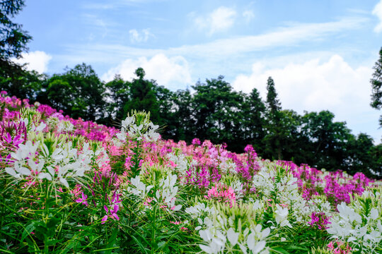 野山关花海