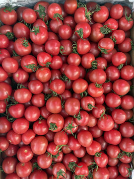 西红柿果实