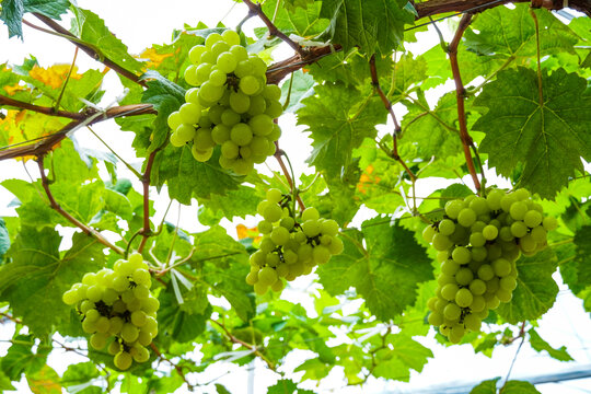 葡萄植株