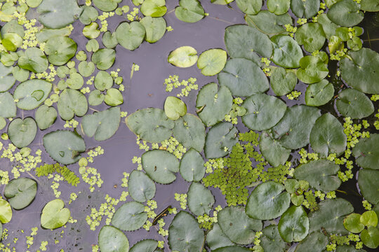 水生植物