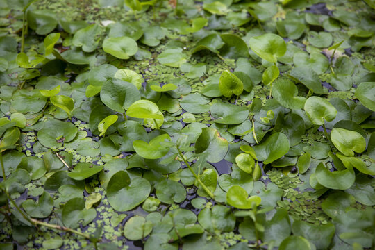 水生植物