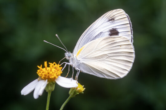白粉蝶