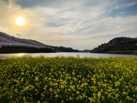 湖边夕阳下的唯美油菜花樱花