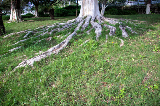 公园的榕树根