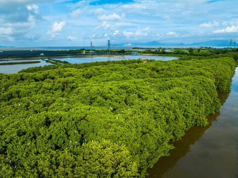 广东台山红树林鸟类自然保护区