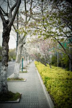 初春街景
