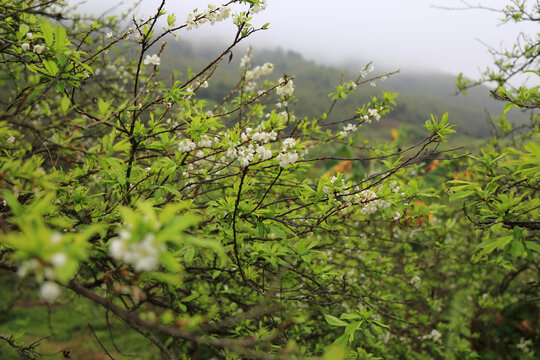 李子花