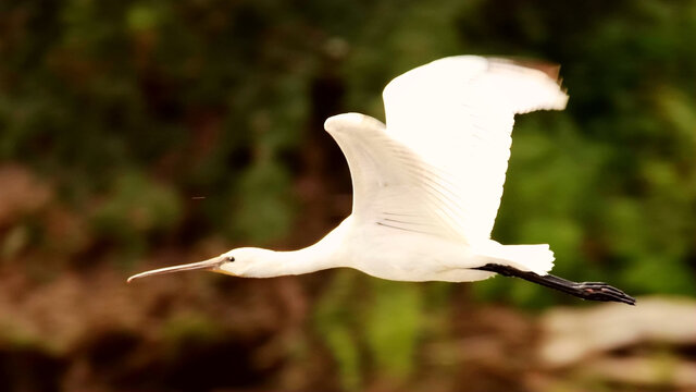 白琵鹭飞翔