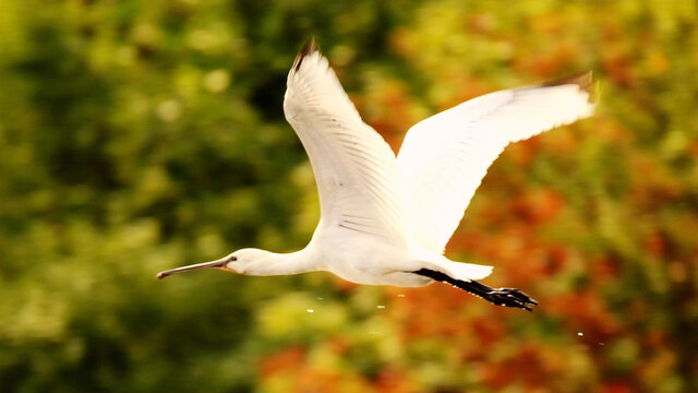 白琵鹭飞翔