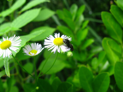 小雏菊与蜜蜂