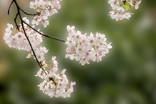 东京樱花