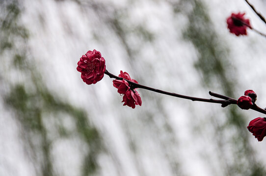 红色的碧桃花