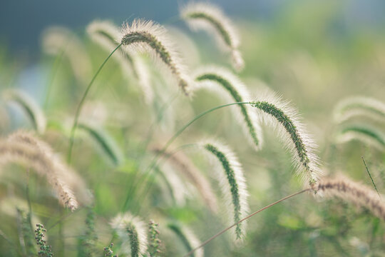 狗尾巴草