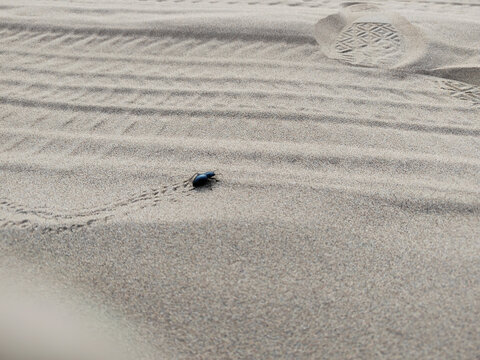 沙漠甲虫