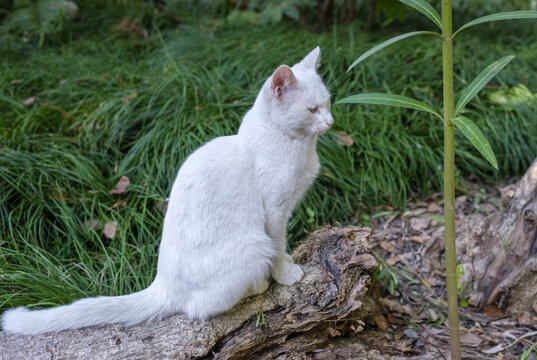 一只白色小猫