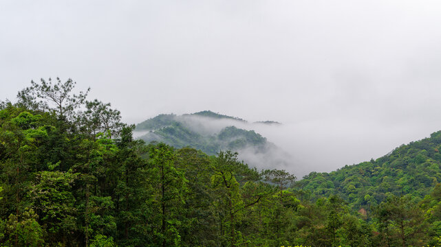 山林