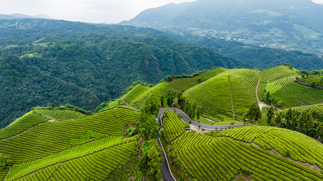 湖北恩施鹤峰木耳山茶园