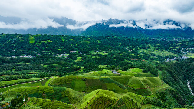 湖北恩施鹤峰木耳山茶园