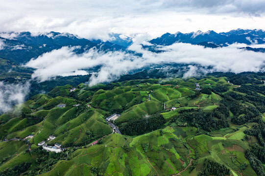 湖北恩施鹤峰木耳山茶园