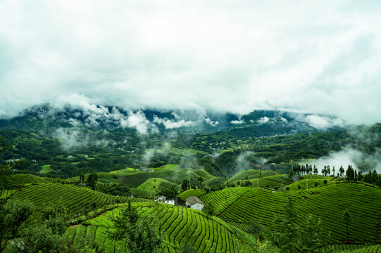 湖北恩施鹤峰木耳山茶园