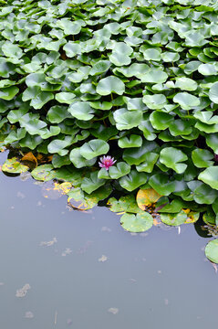 水莲花