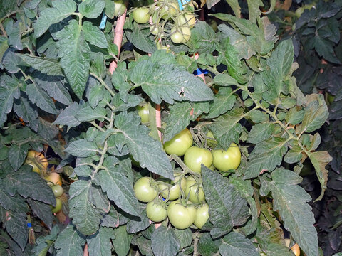 露地西红柿种植
